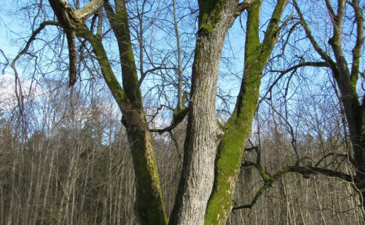 4_Plateliu liepa. A.Brazdeikytes nuotr.jpg